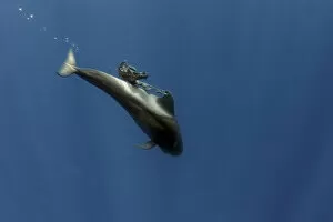 Pilot whale (Globicephala macrorhynchus) calf playing with a plastic bag, Tenerife