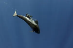 Pilot whale (Globicephala macrorhynchus) calf playing with a plastic bag, Tenerife Pilot whale (Globicephala macrorhynchus) calf playing with a plastic bag, Tenerife