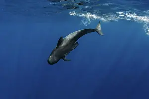 Environmental Issues Prints: Pilot whale (Globicephala macrorhynchus) calf diving underwater with plastic bag stuck on its fin