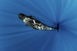 Pilot whale (Globicephala macrorhynchus) pregnant female, swimming through sun rays, Tenerife, Canary Islands, Atlantic Ocean
