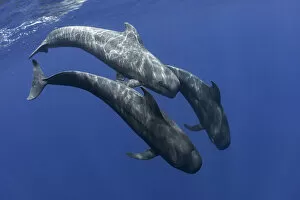 Pilot whale (Globicephala macrorhynchus) two swimming, Tenerife, Canary Islands