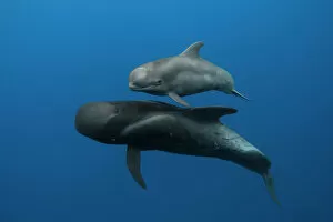 Whales Collection: Pilot whales (Globicephala macrorhynchus) mother and calf, Tenerife, Canary Islands