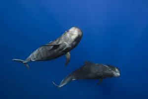 Pilot whales (Globicephala macrorhynchus) just below surface, Tenerife, Canary Islands