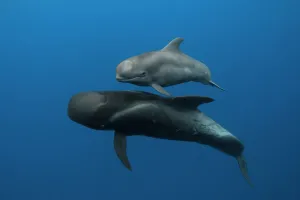 Pilot whales (Globicephala macrorhynchus) mother and calf, Tenerife, Canary Islands