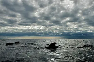 Cloud Prints: Pilot whales (Globicephala macrorhynchus) pod surfacing