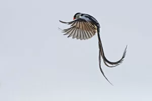 2020 October Highlights Collection: Pin-tailed whydah (Vidua macroura) male in display flight. Allahein River, Gambia