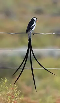 Tail Feather Prints: Pin-tailed whydah (Vidua macroura) male