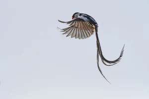 Pin-tailed whydah (Vidua macroura) male in display flight. Allahein River, Gambia