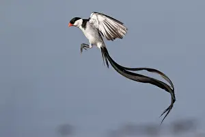 West Africa Prints: Pin-tailed whydah (Vidua macroura) male in display flight, Allahein river, The Gambia