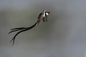 West Africa Prints: Pin-tailed whydah (Vidua macroura) male in display flight, Allahein river, The Gambia