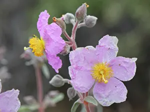 Botanical Garden Prints: Pine forest cistus (Cistus symphytifolius) in flower