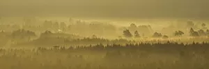Images Dated 3rd September 2018: Pine forest on misty autumn morning, Rothiemurchus Forest, Cairngorms National Park
