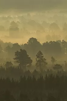 Images Dated 27th July 2011: Pine forest on misty autumn morning, Rothiemurchus Forest, Cairngorms National Park