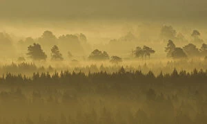 Pine forest on misty autumn morning, Rothiemurchus Forest, Cairngorms National Park