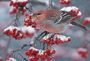 2018 August Highlights Collection: Pine Grosbeak male (Pinicola enucleator)and traffic light Oulu, Finland, December