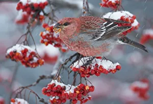 Pine Rosefinch Prints: Pine Grosbeak male (Pinicola enucleator)and traffic light Oulu, Finland, December