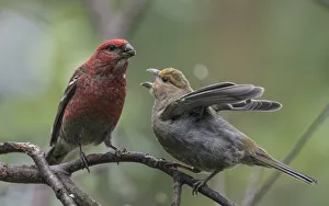 Pine grosbeak (Pinicola enucleator), male feeding juvenile, Finland, July Pine grosbeak (Pinicola enucleator), male feeding juvenile, Finland, July