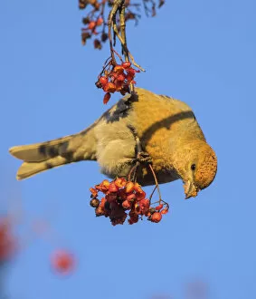Images Dated 28th February 2022: Pine grosbeak (Pinicola enucleator) eating Rowan (Sorbus aucuparia) berries, Finland. November
