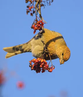 Images Dated 28th February 2022: Pine grosbeak (Pinicola enucleator) eating Rowan (Sorbus aucuparia) berries, Finland. November