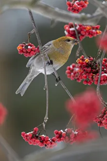 Pine Grosbeak (Pinicola enucleator) feeding on Rowan berries, Finland. October
