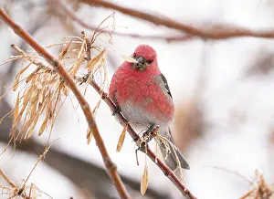 Pine Rosefinch Prints: Pine grosbeak (Pinicola enucleator) male