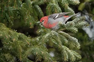 Pine Rosefinch Prints: Pine grosbeak (Pinicola enucleator) male