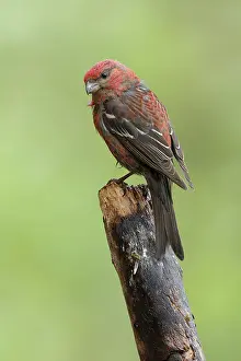 Pine grosbeak (Pinicola enucleator) male, perched on branch, Finland. July