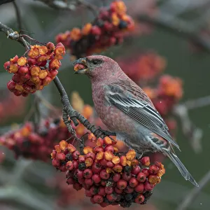 Pine Rosefinch Prints: Pine grosbeak (Pinicola enucleator) male feeding on Rowan (Sorbus sp) berries