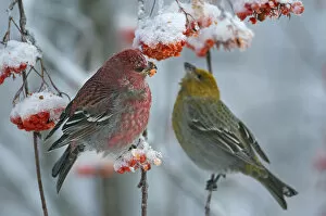 2018 August Highlights Collection: Pine grosbeak (Pinicola enucleator) male and female, Liminka, Finland, January