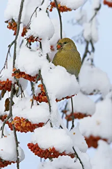 Pine Rosefinch Prints: Pine grosbeak (Pinicola enucleator) young male feeding on rowan berries covered in snow