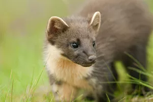 Images Dated 19th July 2010: Pine marten (Martes martes) 4-5 month kit in caledonian forest, The Black Isle, Highlands