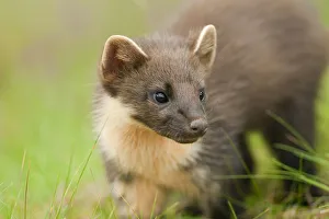Pine marten (Martes martes) 4-5 month kit in caledonian forest, The Black Isle, Highlands