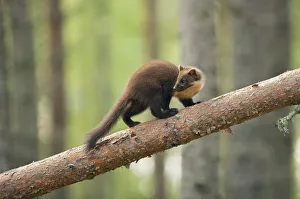 Pine marten (Martes martes) 4-5 month kit walking along branch in caledonian forest