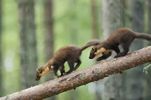 Pine marten (Martes martes) two 4-5 month kits running along branch of tree in caledonian forest