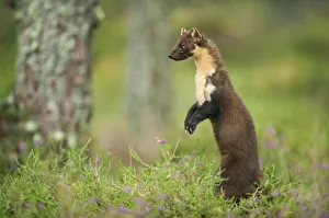 Pine marten (Martes martes) adult female portrait, standing, in caledonian forest