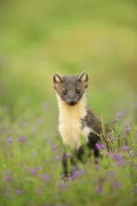 Scottish Prints: Pine marten (Martes martes) adult female portrait in caledonian forest, The Black Isle