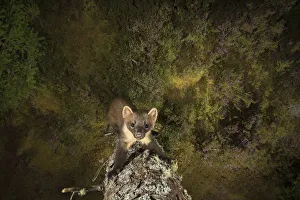 Images Dated 5th September 2016: Pine marten (Martes martes), Black Isle, Scotland, UK. September. Camera trap image