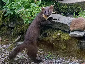 Argyll Prints: Pine marten (Martes martes) climbing over a low wall in a garden at dusk