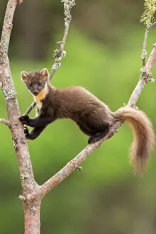 Images Dated 20th May 2016: Pine marten (Martes martes) climbing Scots pine tree, Scotland, UK. May