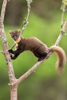 Pine marten (Martes martes) climbing Scots pine tree, Scotland, UK. May
