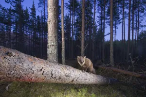 Marten Prints: Pine marten (Martes martes) on fallen branch in pine forest at dusk, Glenfeshie