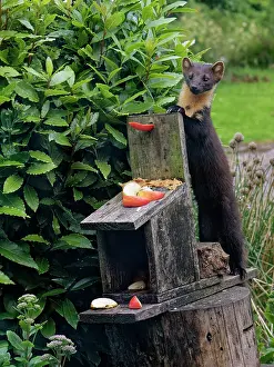 Argyll Prints: Pine marten (Martes martes) feeding on peanut butter and apples at a feeding station in a garden at dusk