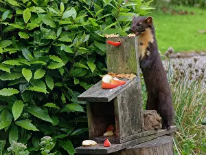 Argyll Prints: Pine marten (Martes martes) feeding on peanut butter at a feeding station in a garden at dusk