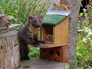 Argyll Prints: Pine marten (Martes martes) feeding on peanuts at a feeding station in a garden at dusk