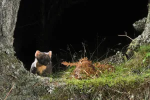 Pine Marten (Martes martes) foraging at night in mixed coniferous and birch woodland