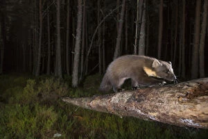 Highlands Of Scotland Collection: Pine marten (Martes martes) foraging in Pine (Pinus sp) woodland at night. Glenfeshie