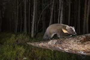 Marten Prints: Pine marten (Martes martes) foraging in Pine (Pinus sp) woodland at night. Glenfeshie