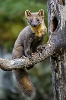 Animal Ears Gallery: Pine marten (Martes martes) juvenile male sitting on branch of a dead tree outside