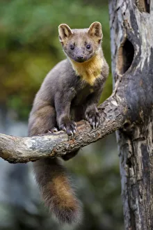 Full Length Prints: Pine marten (Martes martes) juvenile male sitting on branch of a dead tree outside