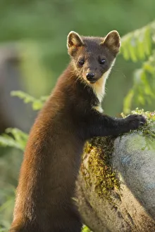 Images Dated 23rd July 2011: Pine marten (Martes martes) juvenile in woodland, Beinn Eighe National Nature Reserve